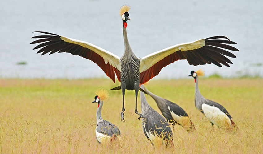 Uganda birding safari 
